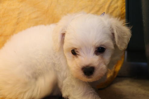 成約済の愛知県のビションフリーゼ-34001の1枚目