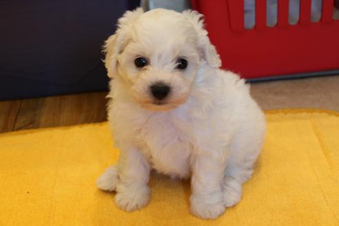 成約済の愛知県のビションフリーゼ-33901の5枚目