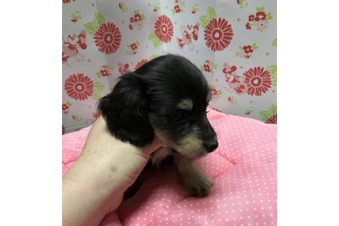 成約済の愛知県のミニチュアダックスフンド-34870の3枚目