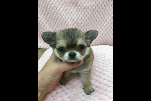 成約済の香川県のチワワ(ロングコート)-34145の3枚目