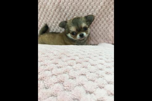 成約済の香川県のチワワ(ロングコート)-34145の2枚目