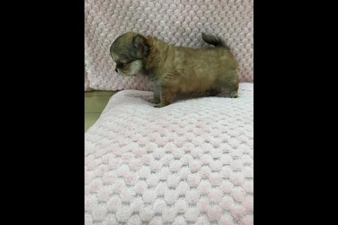 成約済の香川県のチワワ(ロングコート)-34145の1枚目