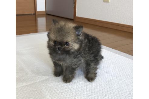 成約済の香川県のポメラニアン-34887の3枚目