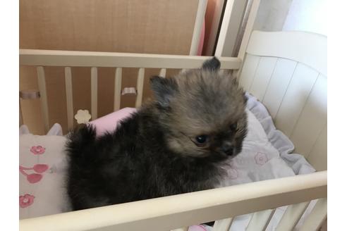 成約済の香川県のポメラニアン-34887の2枚目