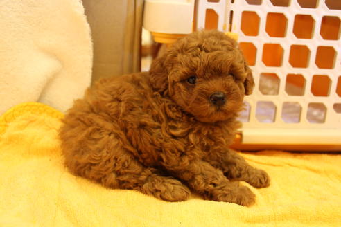 成約済の愛知県のトイプードル-34089の5枚目