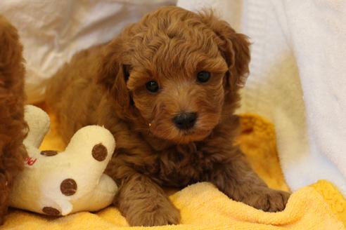 成約済の愛知県のトイプードル-34091の5枚目