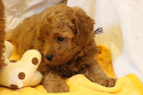 成約済の愛知県のトイプードル-34091の4枚目