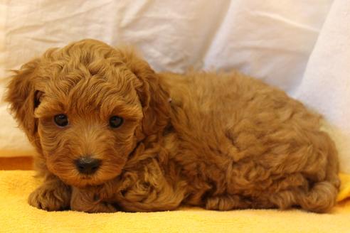 成約済の愛知県のトイプードル-34091の2枚目