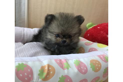 成約済の香川県のポメラニアン-34896の4枚目