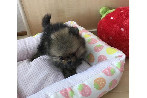 成約済の香川県のポメラニアン-34896の3枚目