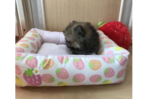 成約済の香川県のポメラニアン-34896の2枚目