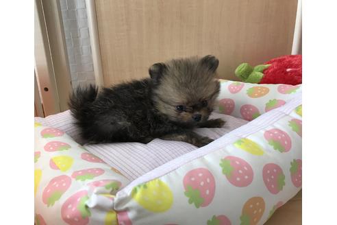 成約済の香川県のポメラニアン-34896の1枚目