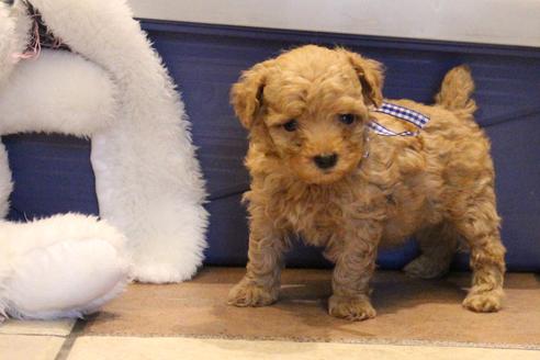 成約済の愛知県のトイプードル-34118の5枚目