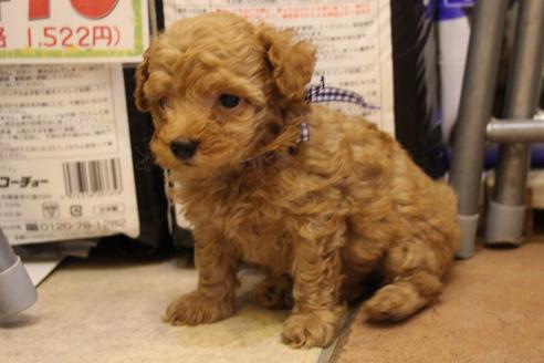 成約済の愛知県のトイプードル-34118の4枚目