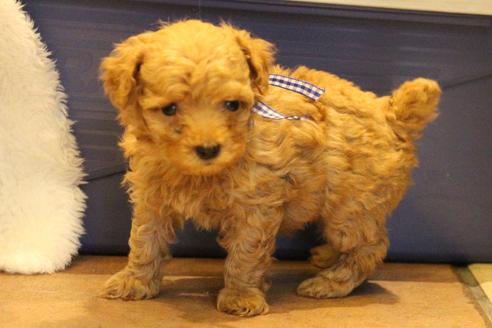 成約済の愛知県のトイプードル-34118の3枚目