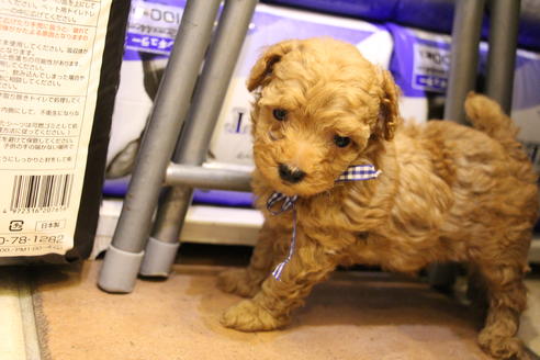 成約済の愛知県のトイプードル-34118の2枚目