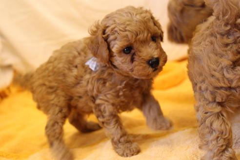 成約済の愛知県のトイプードル-34120の5枚目