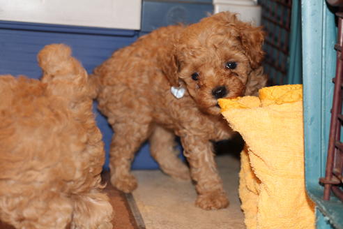 成約済の愛知県のトイプードル-34120の4枚目