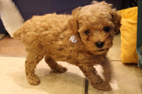 成約済の愛知県のトイプードル-34120の3枚目