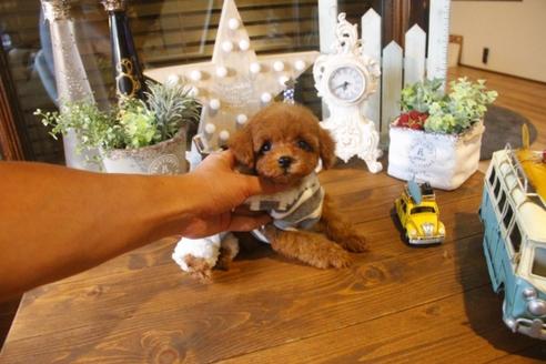 成約済の埼玉県のトイプードル-34897の5枚目