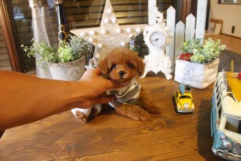 成約済の埼玉県のトイプードル-34897の3枚目