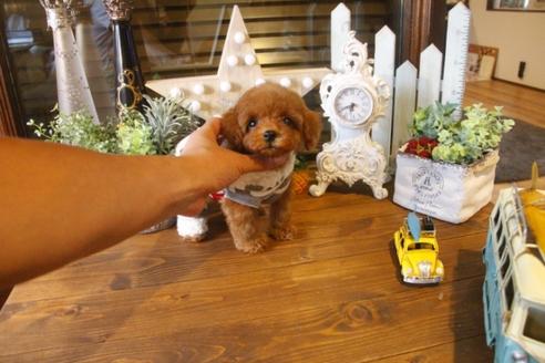 成約済の埼玉県のトイプードル-34897の4枚目