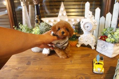 成約済の埼玉県のトイプードル-34897の1枚目