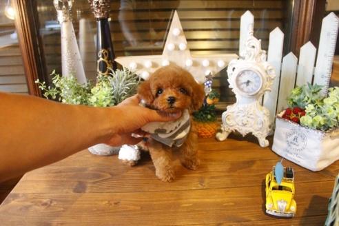 成約済の埼玉県のトイプードル-34897の2枚目