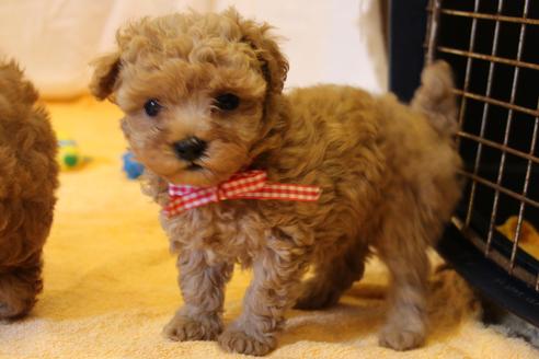 成約済の愛知県のトイプードル-34121の5枚目