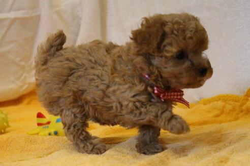 成約済の愛知県のトイプードル-34121の3枚目