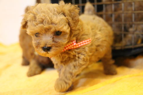 成約済の愛知県のトイプードル-34121の1枚目