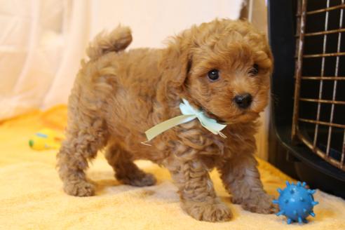 成約済の愛知県のトイプードル-34088の5枚目