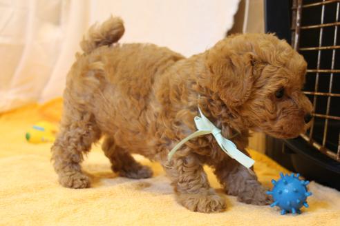 成約済の愛知県のトイプードル-34088の4枚目