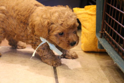 成約済の愛知県のトイプードル-34088の3枚目