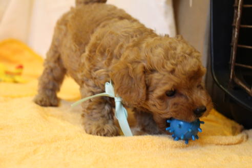 成約済の愛知県のトイプードル-34088の2枚目