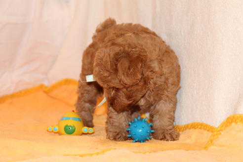 成約済の愛知県のトイプードル-34088の1枚目