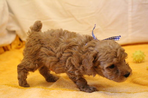 成約済の愛知県のトイプードル-34118の1枚目