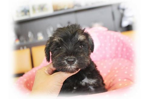 成約済の大阪府のミニチュアシュナウザー-34910の5枚目