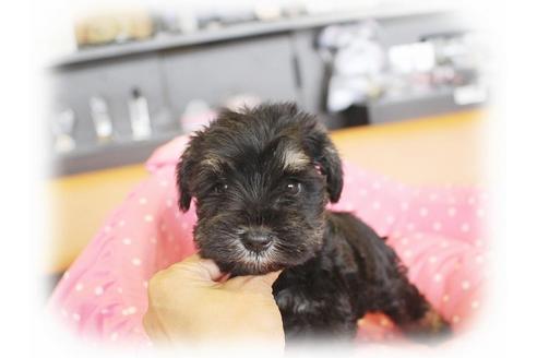 成約済の大阪府のミニチュアシュナウザー-34910の3枚目