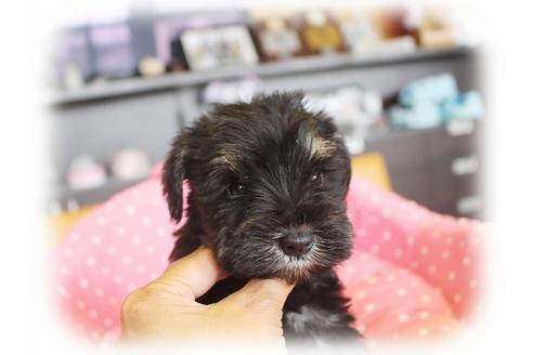 成約済の大阪府のミニチュアシュナウザー-34910の4枚目