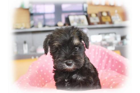 成約済の大阪府のミニチュアシュナウザー-34910の1枚目