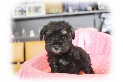 成約済の大阪府のミニチュアシュナウザー-34910の2枚目