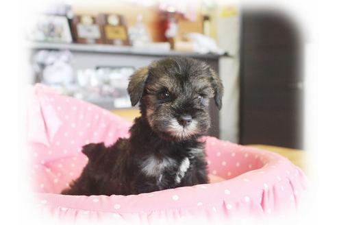 成約済の大阪府のミニチュアシュナウザー-34912の4枚目