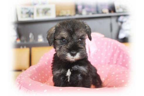 成約済の大阪府のミニチュアシュナウザー-34912の1枚目