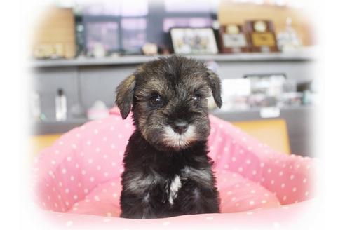 成約済の大阪府のミニチュアシュナウザー-34912の2枚目