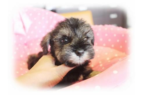 成約済の大阪府のミニチュアシュナウザー-34912の3枚目