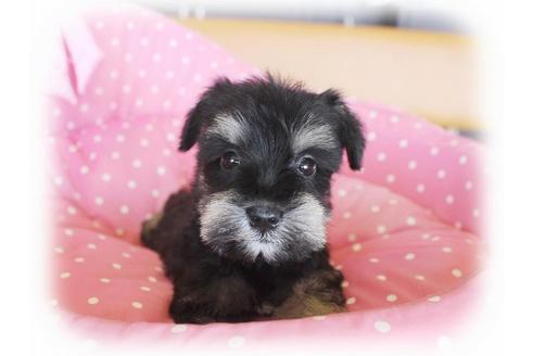 成約済の大阪府のミニチュアシュナウザー-34913の4枚目