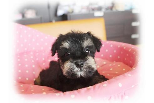 成約済の大阪府のミニチュアシュナウザー-34913の5枚目