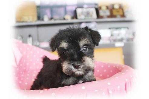 成約済の大阪府のミニチュアシュナウザー-34913の2枚目