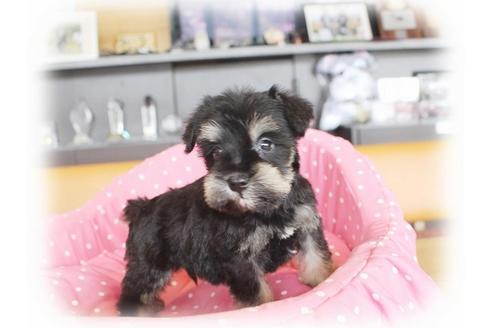 成約済の大阪府のミニチュアシュナウザー-34913の3枚目